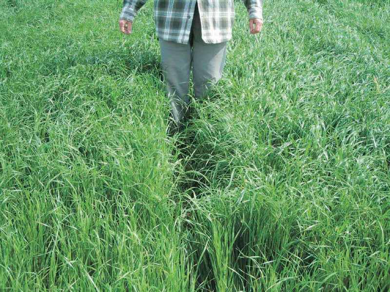Green Manure Annual Ryegrass - 175A