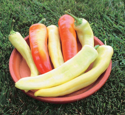 Pepper Sweet Sunset (80 Days) - 1751A