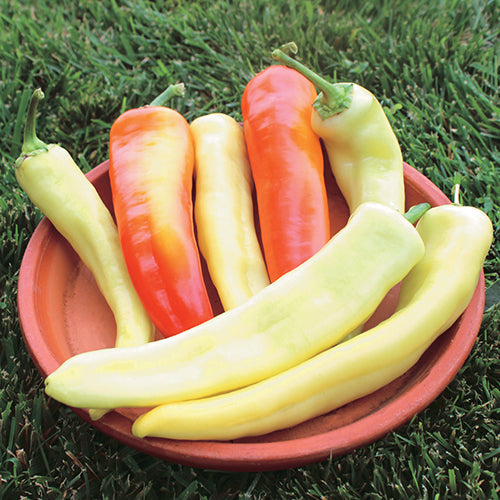Pepper Sweet Sunset (80 Days) - 1751A
