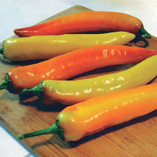 Pepper Hot Sunset Hyb (85 days) - 1752A