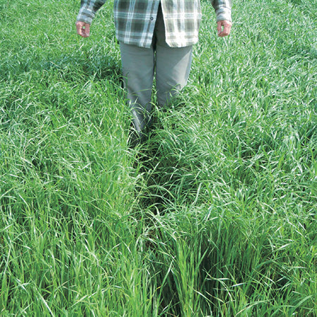 Green Manure Annual Ryegrass