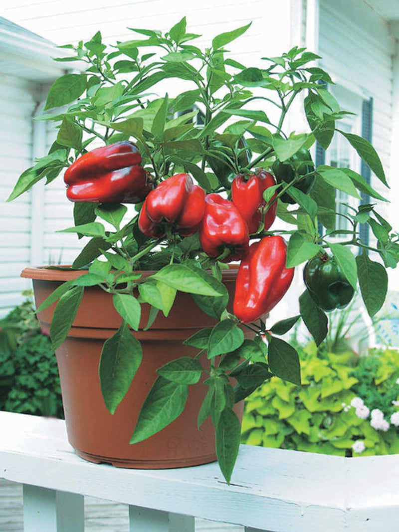 Pepper Little Red Hybrid (65 Days) - 1760A