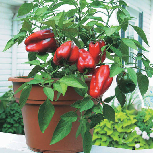 Pepper Little Red Hybrid (65 Days) - 1760A