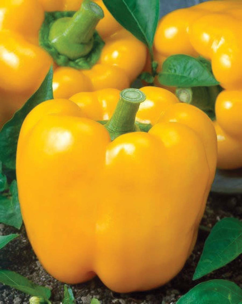 Pepper California Gold Wonder (75 Days) - 1761A