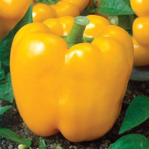 Pepper California Golden Wonder (75 Days) - 1761A