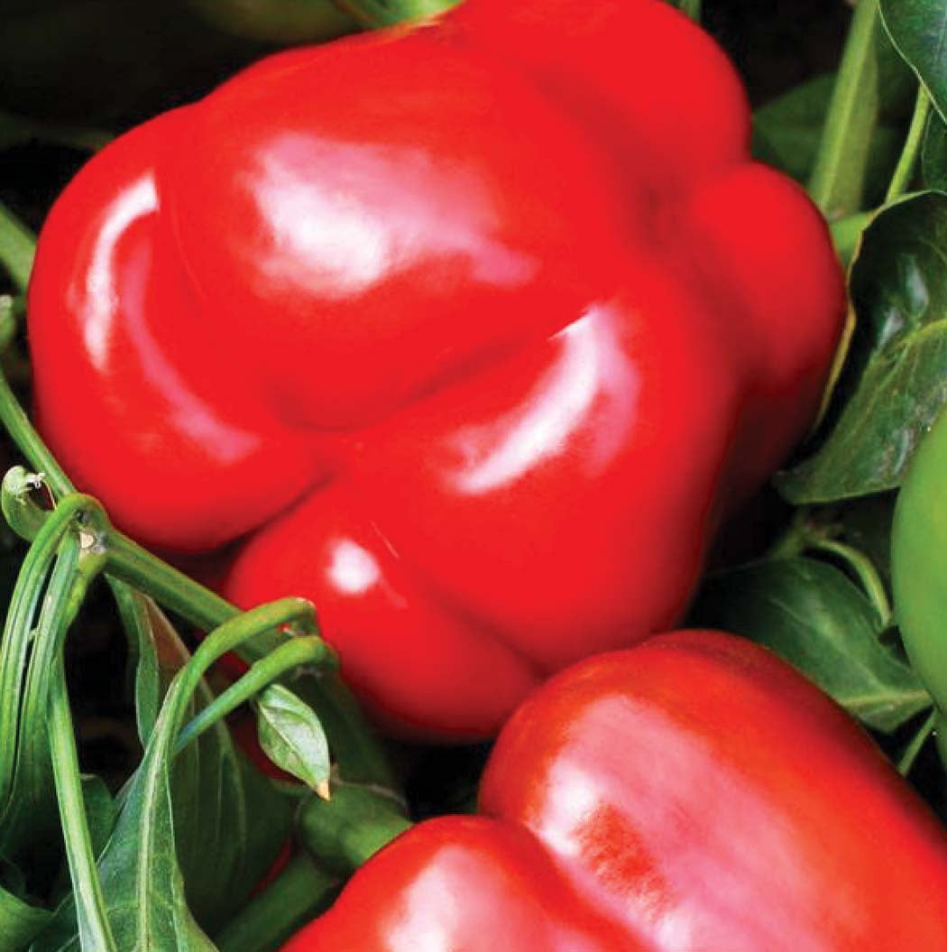 Pepper Majestic Red Hybrid (78 Days) - 1762A