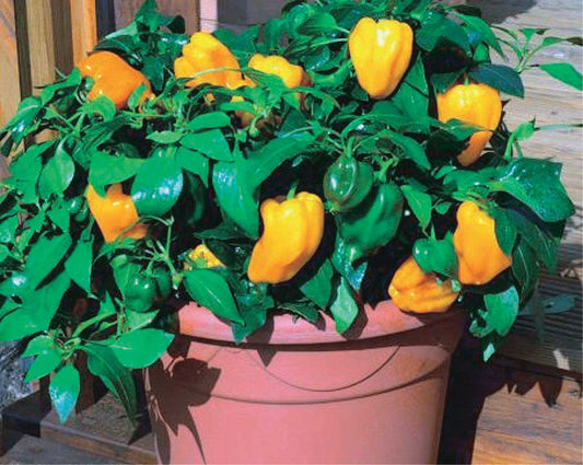 Pepper Little Orange (65 Days) - 1765A