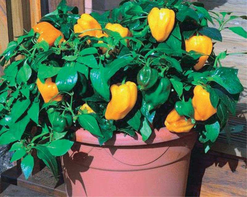 Pepper Little Orange (65 Days) - 1765A