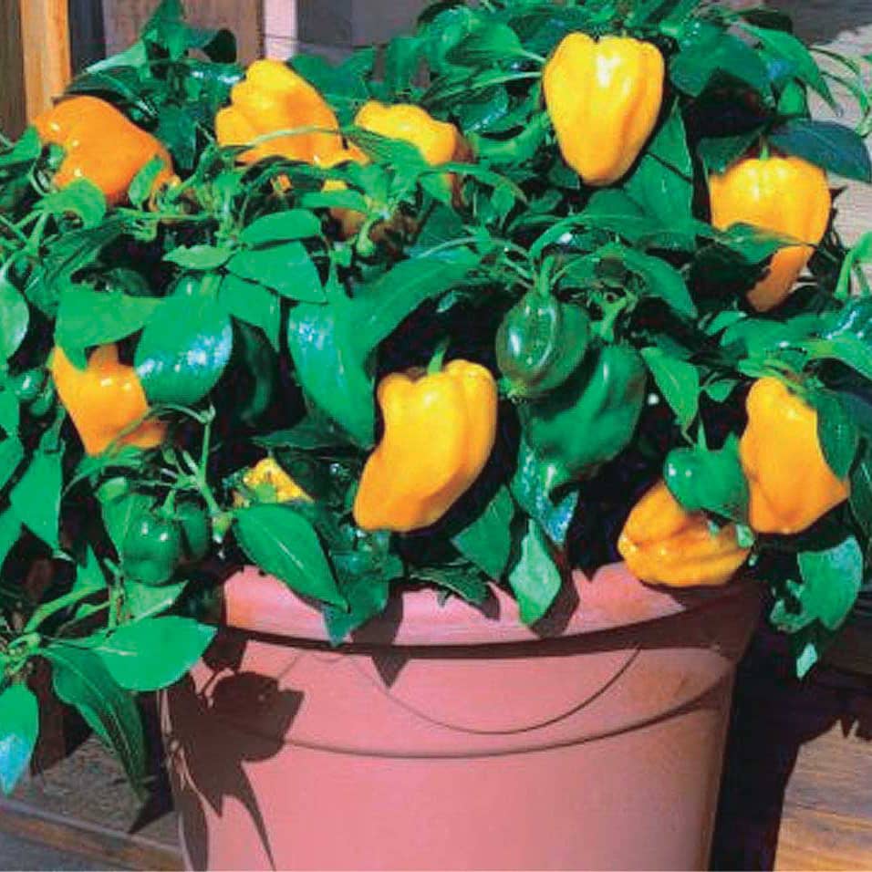 Pepper Little Orange (65 Days) - 1765A