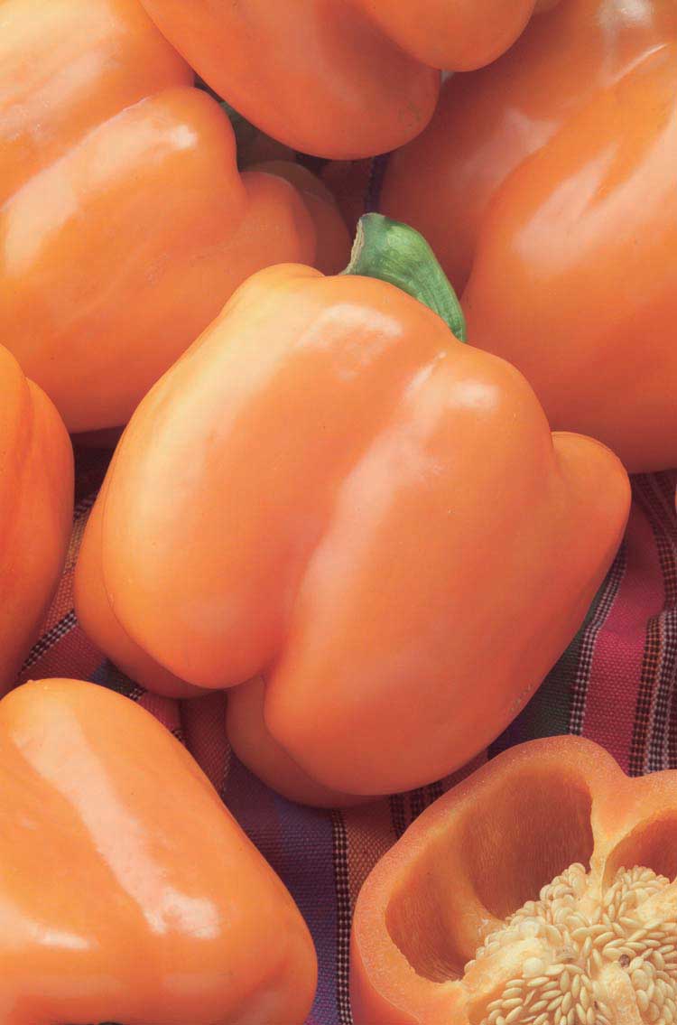 Pepper Orange King (72 Days) - 1770A