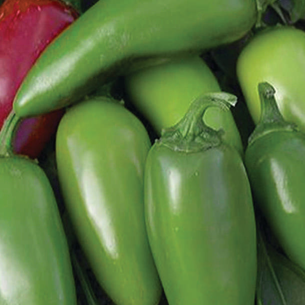 Pepper Jalapeno M (70 Days) - 1772A
