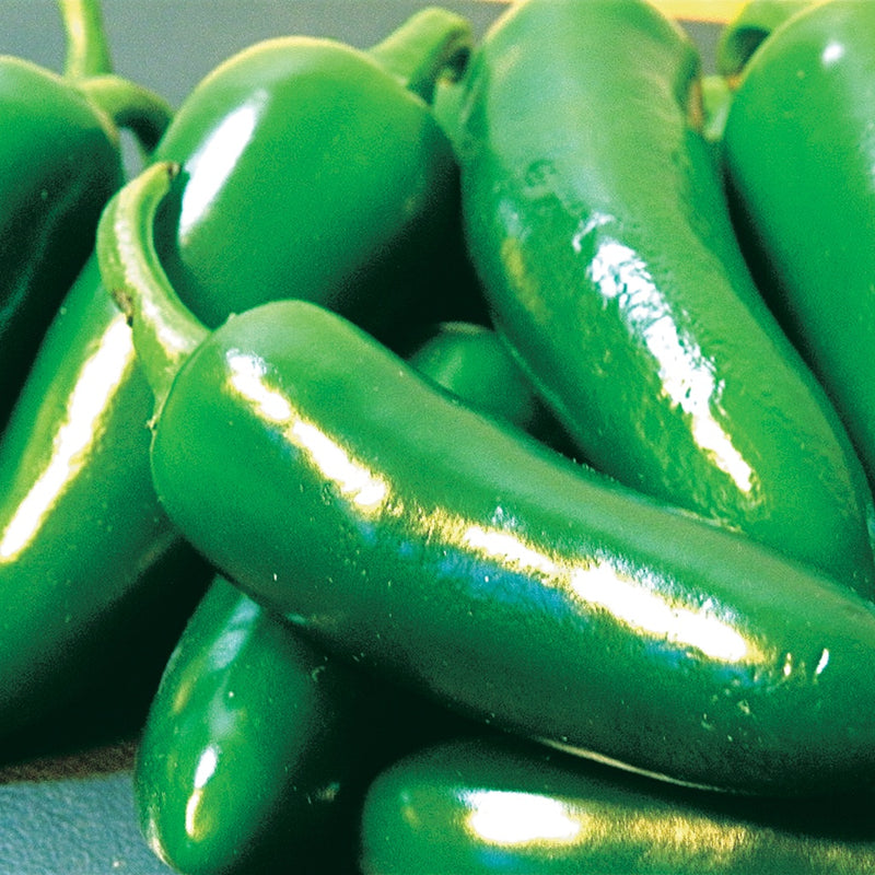 Pepper LaBomba (56 Days) - 1777A