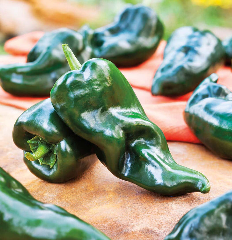 Pepper Baron Ancho (65-85 Days) - 1780A