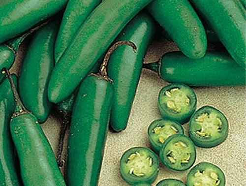 Serrano Del Sol (65 Days) - 1785A