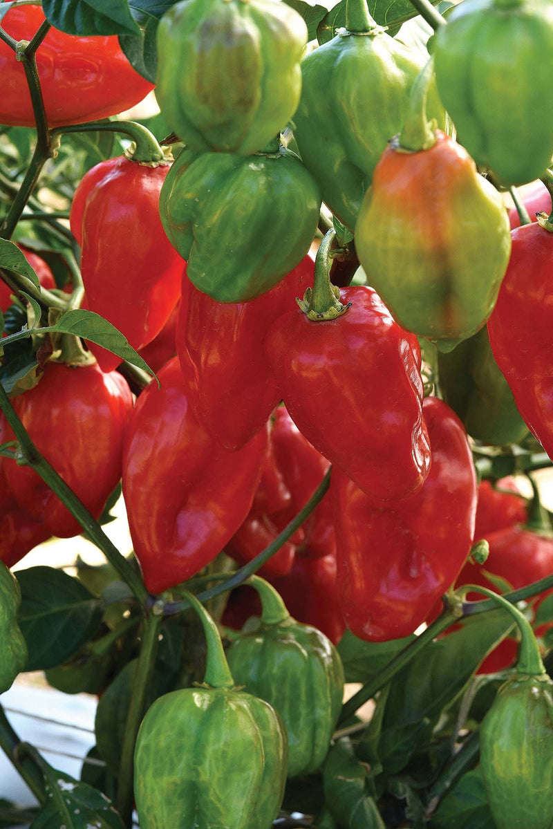 Pepper Primero Red (75-80 Days) - 1792A
