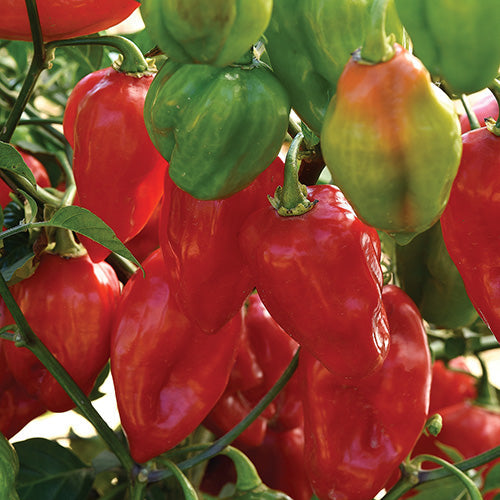 Pepper Primero Red (75-80 Days) - 1792A