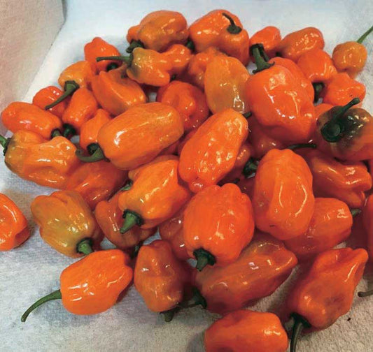 Pepper Helios Hyb (87 Days) - 1795A