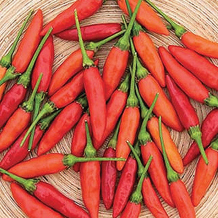 Pepper Tabasco (80 Days) - 1797A