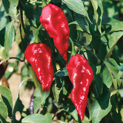 Pepper Ghost Hybrid (90 Days) - 1798A