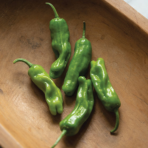 Pepper Shishito - 1799A