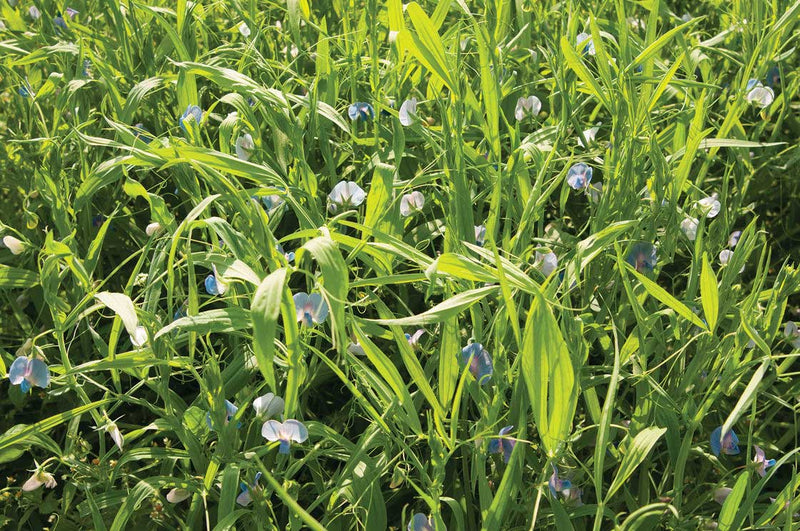 Green Manure AC Greenfix - 180A