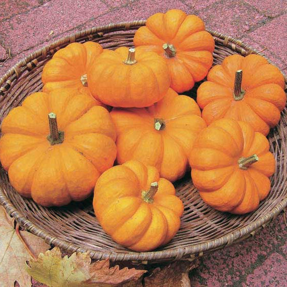 Miniature Pumpkin Jack-Be-Little (95 Days) - 1800A