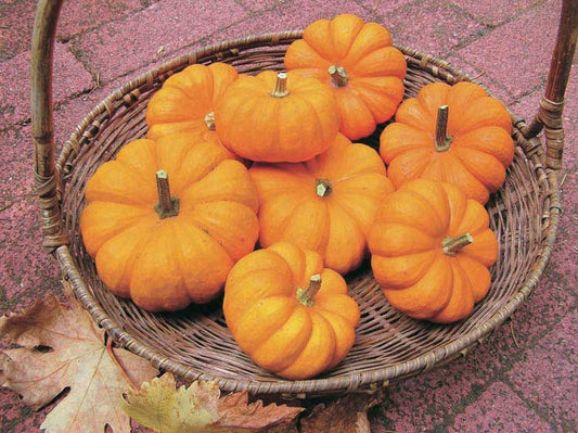 Miniature Pumpkin Jack-Be-Little (95 Days) - 1800A