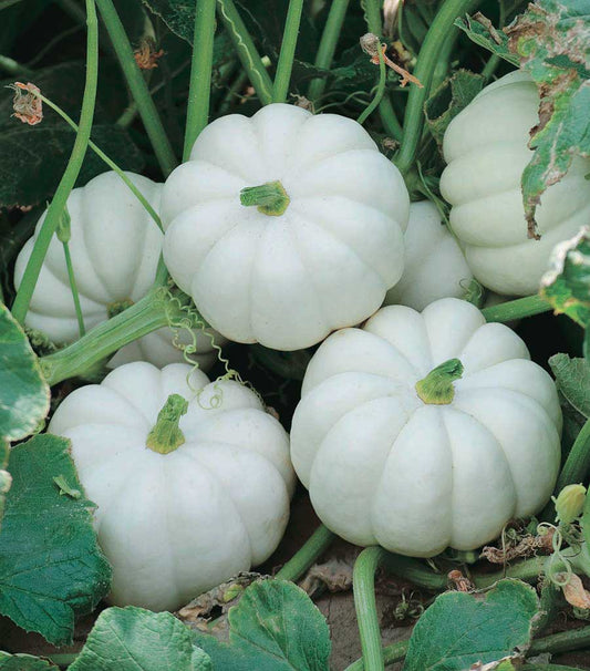 Pumpkin Casperita Hybrid (77 Days) - 1803A