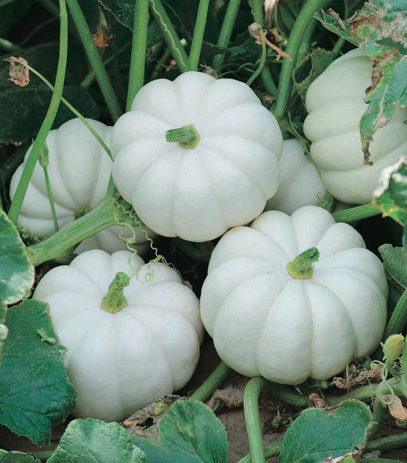 Pumpkin Casperita Hybrid (77 Days) - 1803A