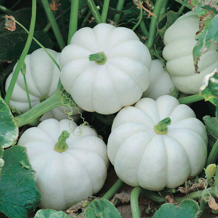Pumpkin Casperita Hybrid (77 Days) - 1803A