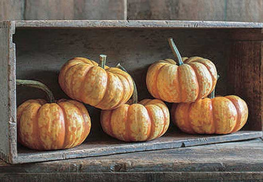 Pumpkin Spark Hybrid (90 Days) - 1805A