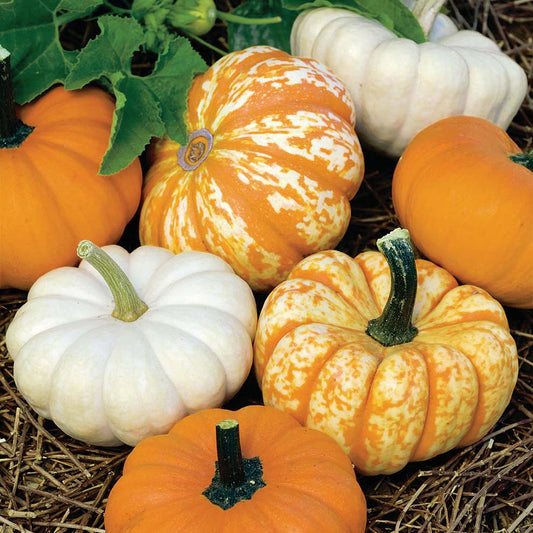 Pumpkin Mini Mix (95 Days) - 1808A