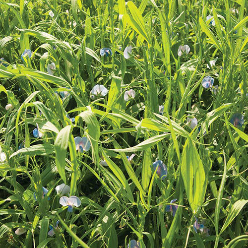 Green Manure AC Greenfix - 180A