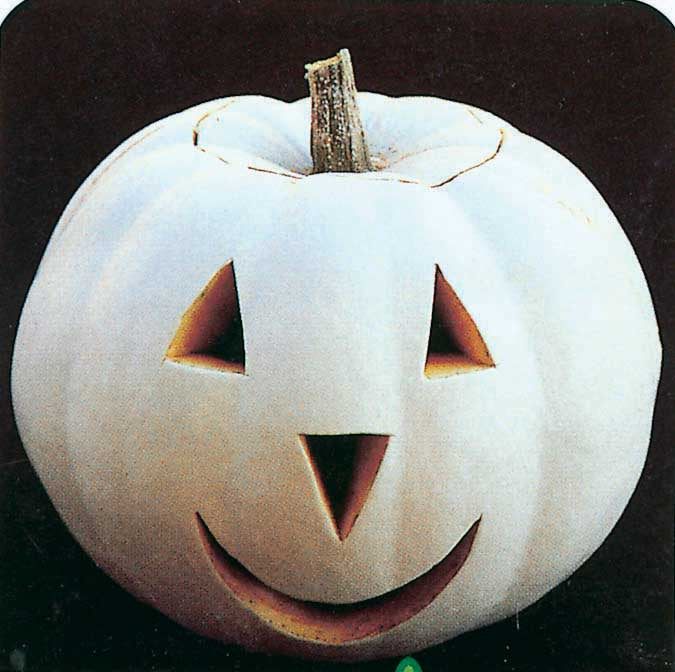 Pumpkin Lumina (90 Days) - 1810A