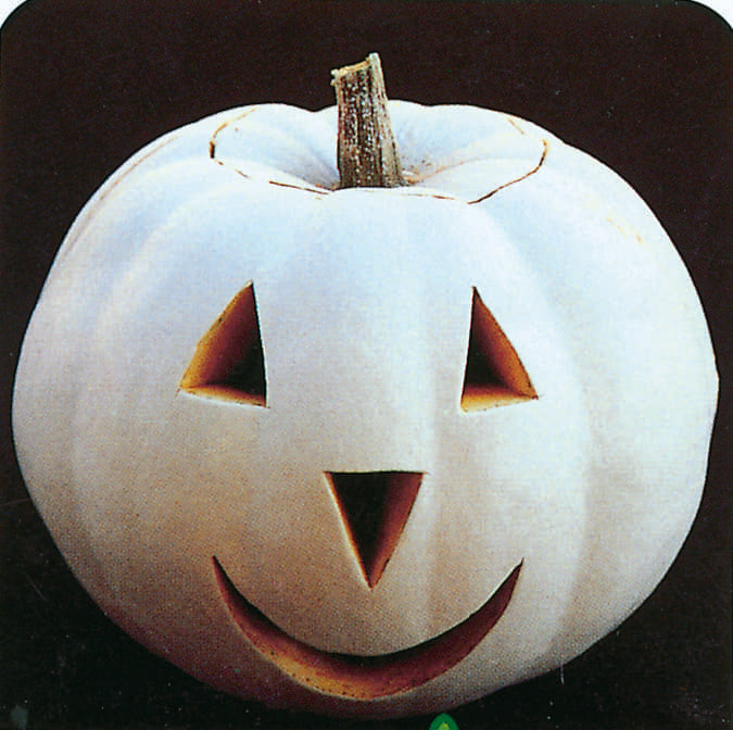 Pumpkin Lumina (90 Days) - 1810A