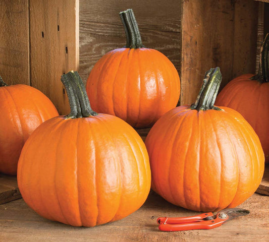 Pumpkin Gum Drops Hybrid (100 Days) - 1835A