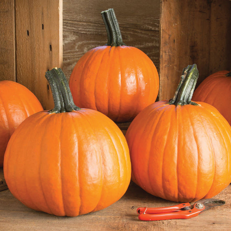 Pumpkin Gum Drops Hybrid (100 Days)