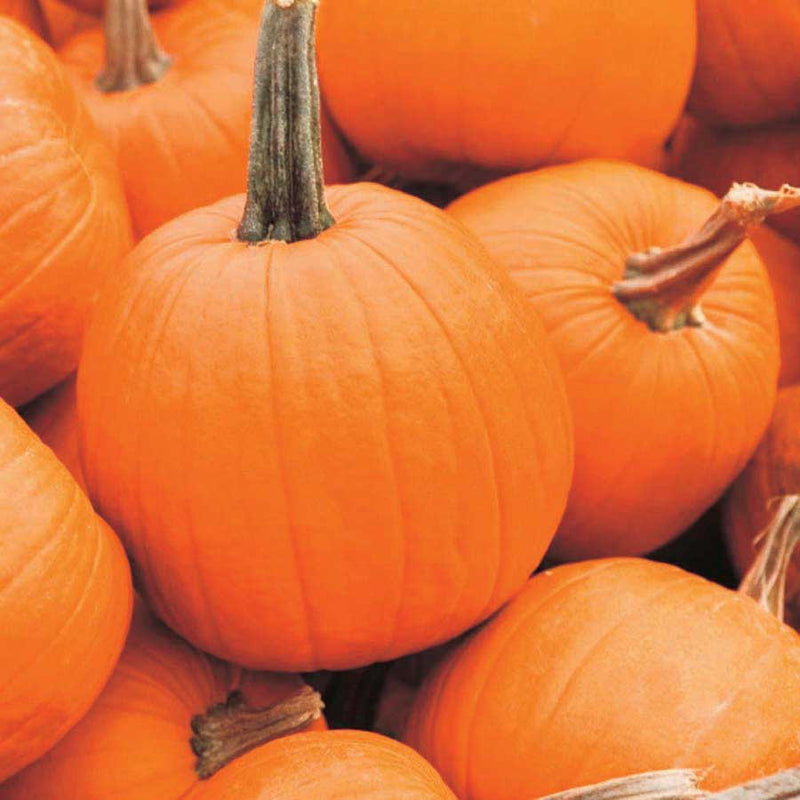 Pumpkin Jack of all Trades (100 Days) - 1840A