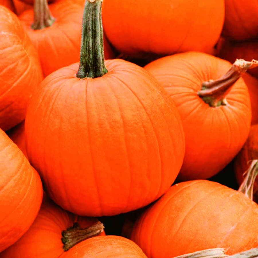 Pumpkin Jack of all Trades (100 Days) - 1840A