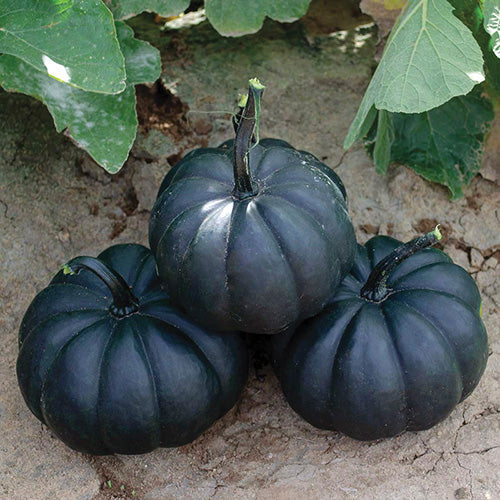 Pumpkin Midnight - 1841A