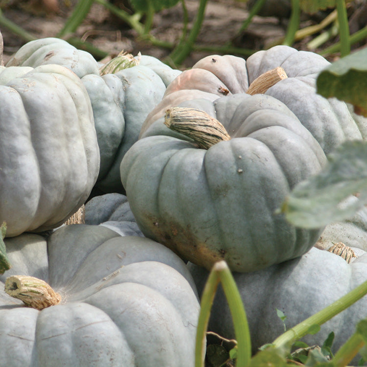Pumpkin Blue Doll Hybrid