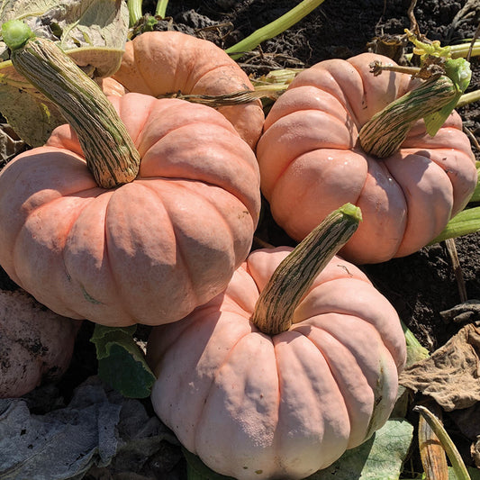 Pumpkin Porcelain Princess Hybrid