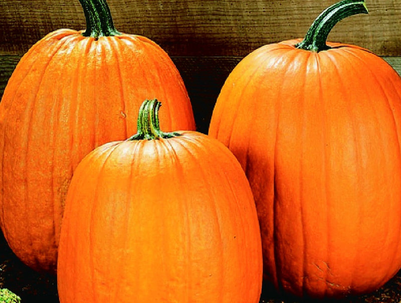 Pumpkin Howden (115 Days) - 1860A