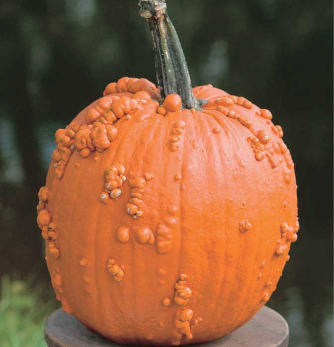 Pumpkin Knuckle Head (105 Days) - 1870A