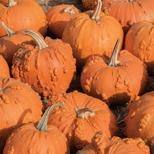 Pumpkin Knuckle Head (105 Days)