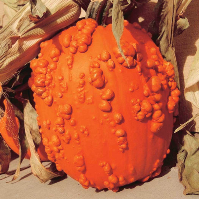 Pumpkin Goose Bumps (95 Days) - 1875A