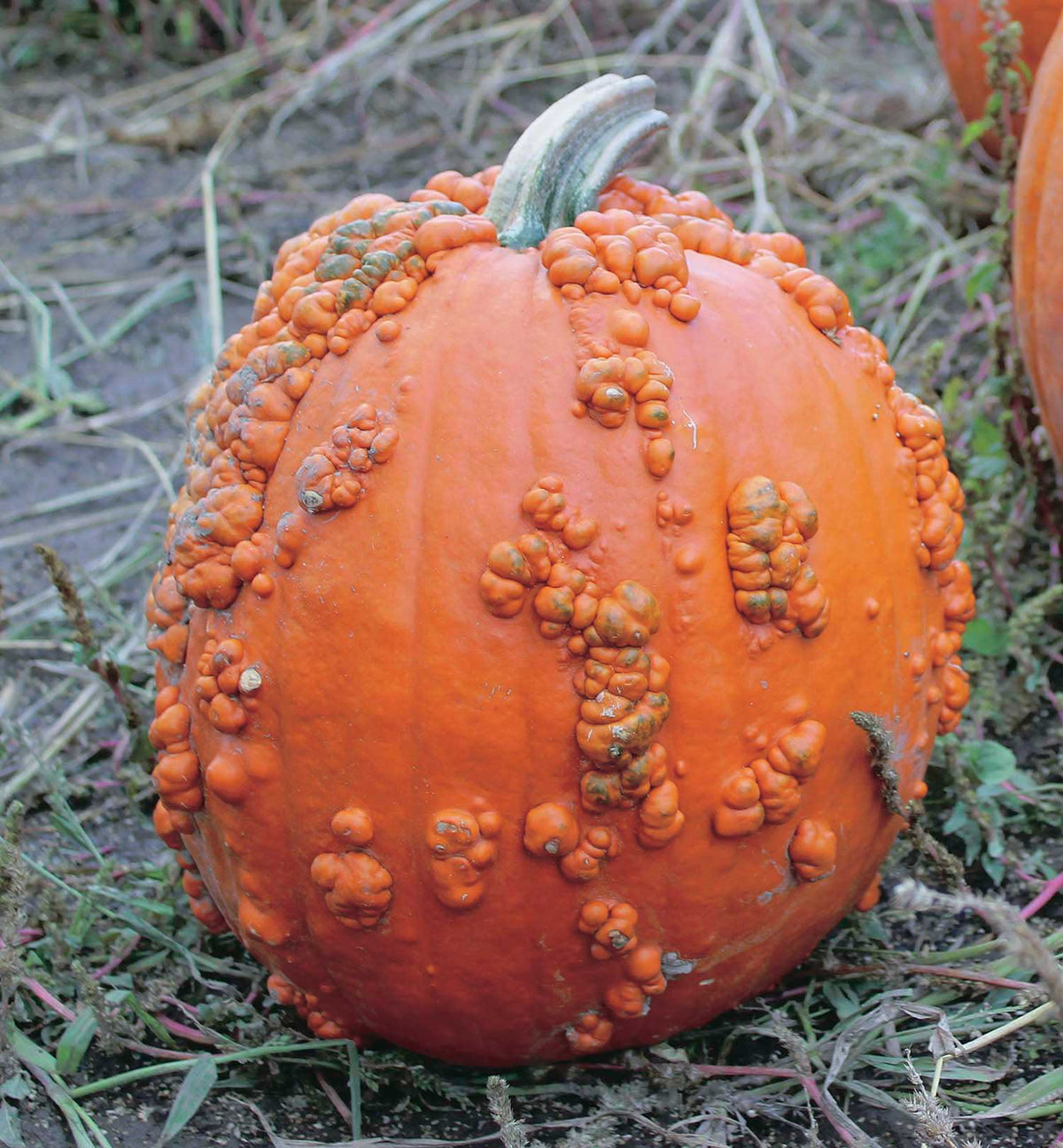 Pumpkin Baby Bumps (95 Days) - 1877A
