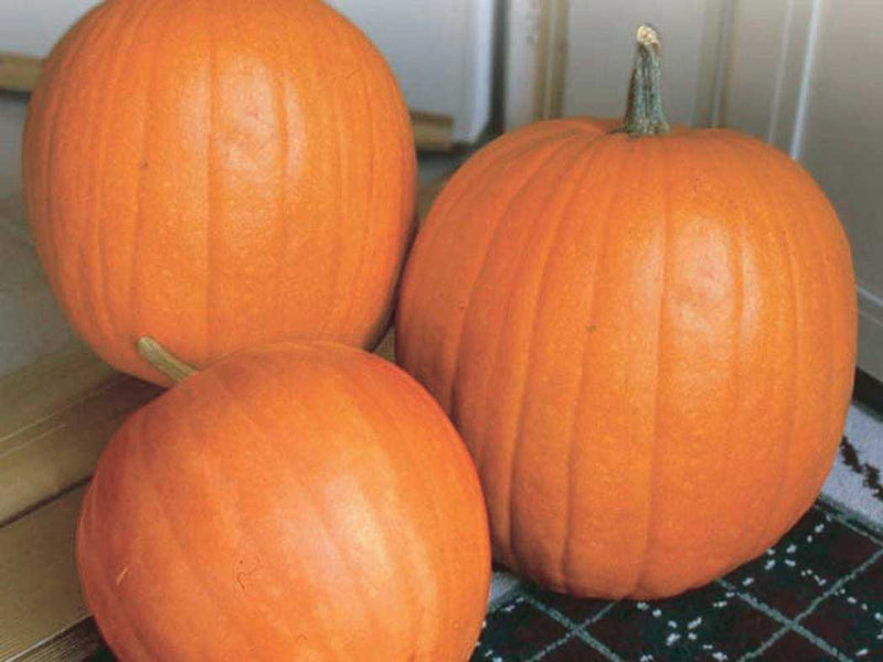 Pumpkin Big Max (110 Days) - 1878CW