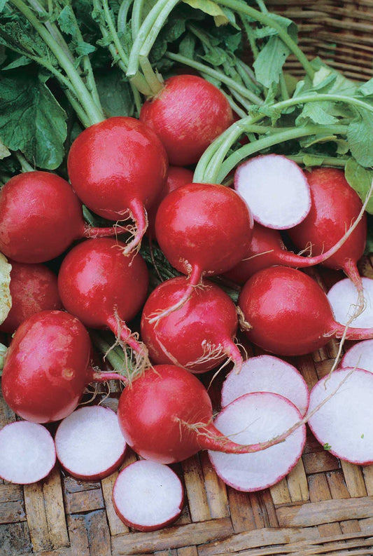 Radish Champion (23 Days) - 1890A