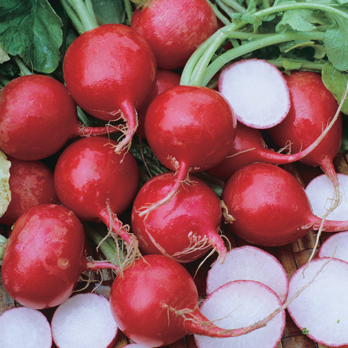 Radish Champion (23 Days) - 1890A